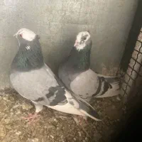 کبوترپرشی (گرفتنی)