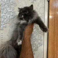 گربه پرشین اسکاتیش|گربه|زاهدان, |دیوار