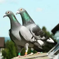 کبوتر پلاکی پیدا شده