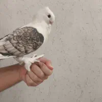 ۷عدد کبوتر دوکت پاپر با دوتا قفس یکجا