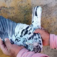 کفترکاشمر|پرنده|کاشمر, |دیوار