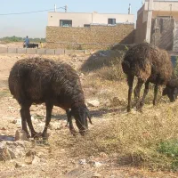 2راس شیشک جوان ۴۲کیلو جفت ۸۴کیلو تک وباهم