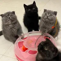 توله گربه اسکاتیش بریتیش اصیل صورت خرسی