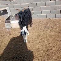 دوعدد بز فروشی یکی زاییده یکی ابستن