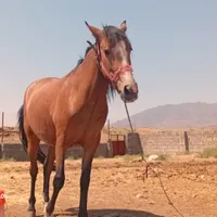 اسب|اسب و تجهیزات اسب‌سواری|مشهد, احمدآباد|دیوار