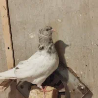 کله الماسی نر|پرنده|مشهد, بلال|دیوار