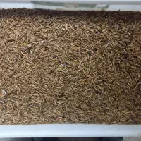 میلورم مفت|خزنده|مشهد, قائم|دیوار