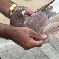 پرنده|پرنده|ری, علایین|دیوار