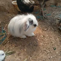 بچه خرگوش لوپ