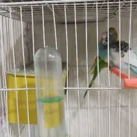 دوجفت مرغ عشق آماده تخم گذاری