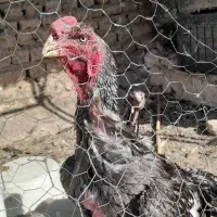 خروس .مرغ لاری|حیوانات مزرعه|قم, سربخش|دیوار