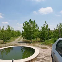 باغ-فروشی-کاهو