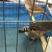 جوجه ۳ماهه فنچ کینگ