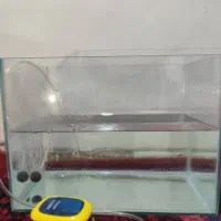 اکواریوم|ماهی|شیراز, دلجو|دیوار