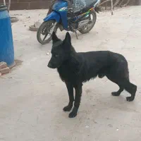 سگ ژرمن بلک|سگ|شهریار, رضی آباد بالا|دیوار