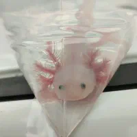 ماهی خندان ریز و جفت کارداده