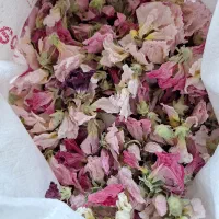 گل ختنی