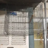 قفس سهره
