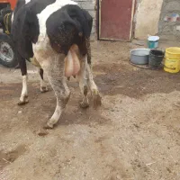 گاو جوان باگوساله ماده|حیوانات مزرعه|ارشق, |دیوار