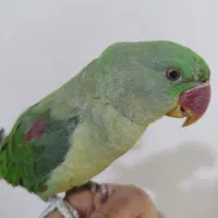 جوجه شاه طوطی ۵ماهه|پرنده|تهران, افسریه جنوبی|دیوار