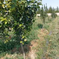 باسلام یک باب باغ در واقی روستای علی بلاغی|فروش زمین و ملک کلنگی|نمین, |دیوار