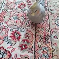 عروس هلندی گمشده