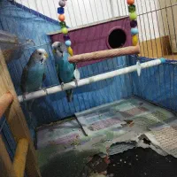 مرغ عشق آبی زیبا همراه با وسایل