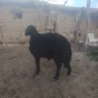 قوچ شیشک قوچ دوسال