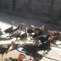 فروش بوقلمون|حیوانات مزرعه|کرمانشاه, |دیوار