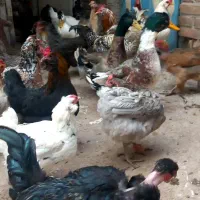 مرغ وخروس|حیوانات مزرعه|مسجد سلیمان, |دیوار