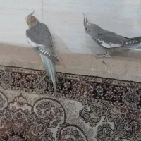 عروس هلندی دستی و مولد