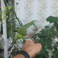 طوطی راهب سبز دستی و سخنگو|پرنده|دزفول, |دیوار