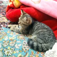 واگذاری بچه گربه|گربه|سروآباد, |دیوار