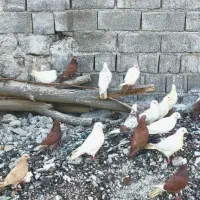 کبوتر|پرنده|صوغان, |دیوار