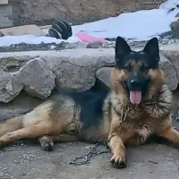 ژرمن شپرد ورک لاین