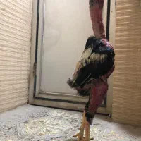 مرغ و خروس لاری ترک اصیل