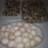 تخم بلدرچین و مرغ نطفه دار و خوراکی|حیوانات مزرعه|برازجان, |دیوار