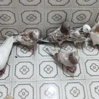 جوجه کفتر سرور