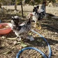 ۱۰عدد مرغ خروس یوسل بلژیکی ۲عدد گلین
