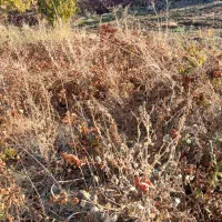 فروش ریشه انگور  سیاه سردشت