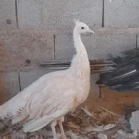 فروش طاووس ماده مصری وسفید|حیوانات مزرعه|کرمان, |دیوار