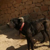 واگذاری سگ قدرجونی|سگ|فیروزآباد (فارس), |دیوار