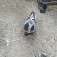 کبوتر
