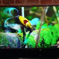 تلویزیون ال ای دی مارک ال جی