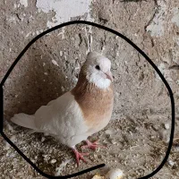کبوتر طوقی|پرنده|سرپل ذهاب, |دیوار