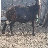 بره قوچ بروجردی پوست گاوی گوسفند