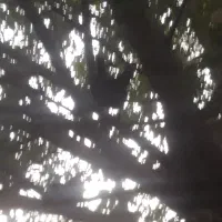 تخمرغ عشایری|حیوانات مزرعه|اصفهان, مفتح|دیوار