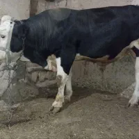 گاو نر قصابی|حیوانات مزرعه|دیواندره, |دیوار