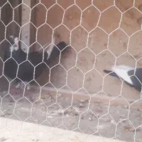 کفتر|پرنده|کرمان, |دیوار