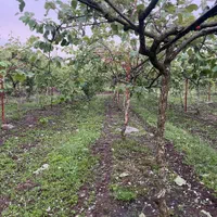 فروش باغ کیوی در جوکندان دوم تالش|فروش زمین و ملک کلنگی|تالش, جوکندان|دیوار